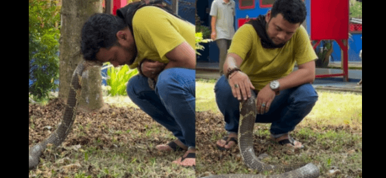 Man Casually Pets Giant Cobra – Viral Video Stuns Internet! 