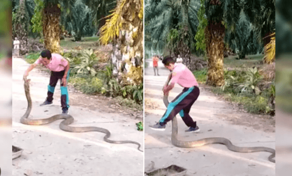 Man Casually Pets Giant Cobra – Viral Video Stuns Internet!