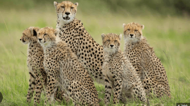 Madhya Pradesh Villager Offers Water to Cheetahs